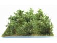 Vysoké keře - Zelená dubová - střední listí