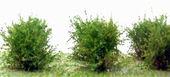 Nízké keře - mikro listí - zelaná břízová