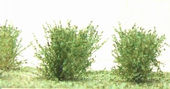 Nízké keře - mikro listí - zelená vrbová
