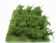 Vysoké keře - Zelená dubová - jemné listí
