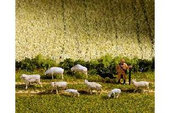 Stádo ovcí N
